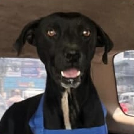 Pietro, perrito negro